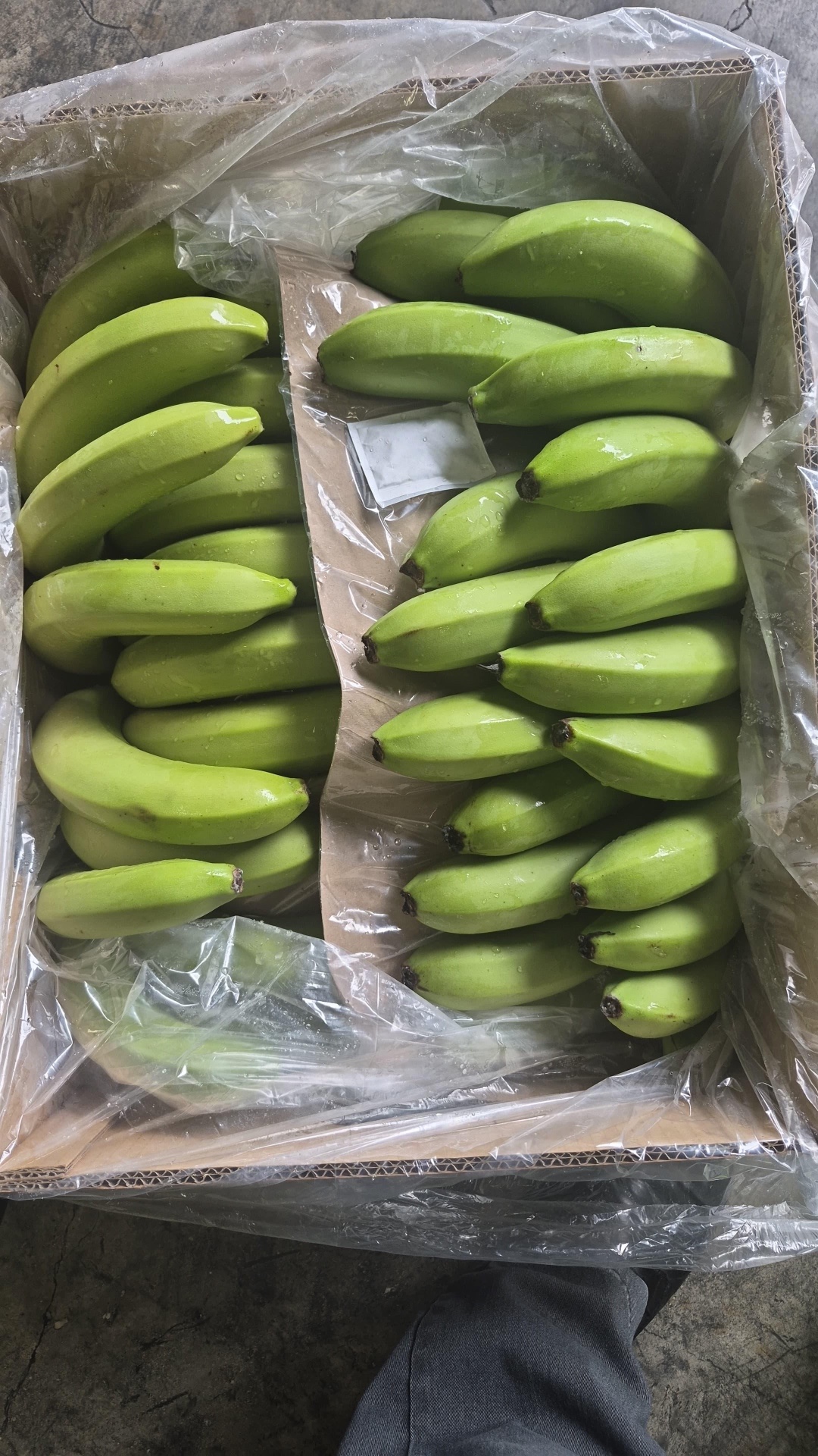 Plantains — wholesale produce supplier nationwide